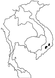 Cynitia stellata map