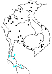 Euthalia phemius ipona map