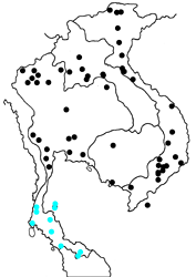 Doleschallia bisaltide siamensis map