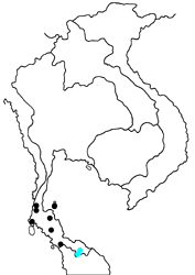 Archigenes savitri albisticta map