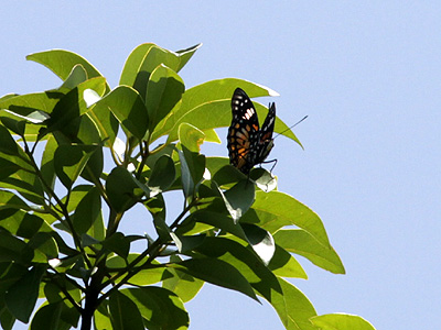 Sephisa chandra chandra ♂