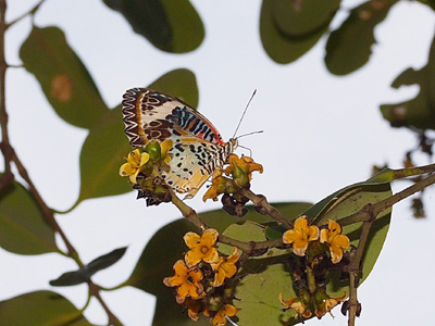 Cethosia cyane euanthes ♀