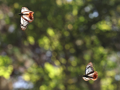 Papilio agestor agestor ♂