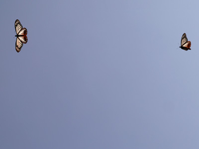 Papilio agestor agestor ♂