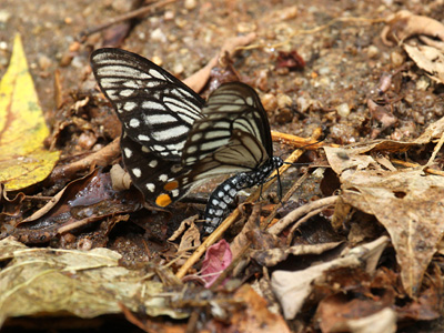 Papilio epycides hypochra ♀