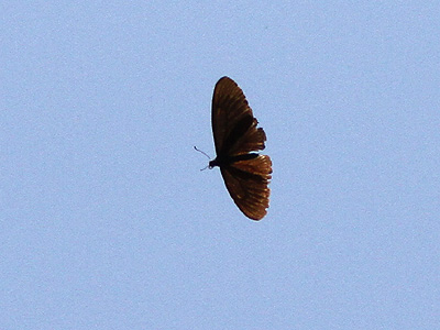 Papilio slateri slateri ♂
