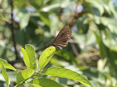 Papilio slateri slateri ♂