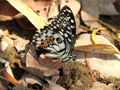 Papilio demoleus malayanus ♂
