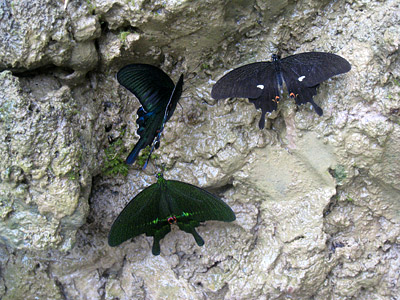 Papilio noblei ♂