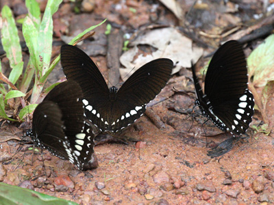 Papilio castor mahadeva ♂