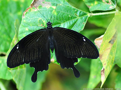 Papilio nephelus annulus ♂