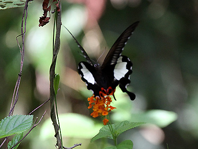 Papilio iswara iswara ♀