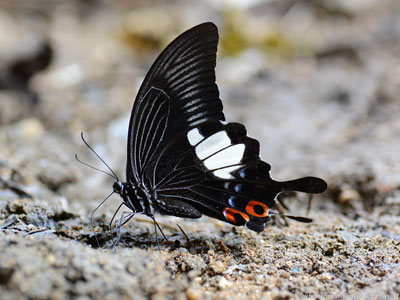Papilio iswara iswara ♂