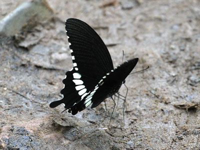 Papilio polytes romulus ♂