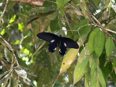 Papilio alcmenor publilius ♂