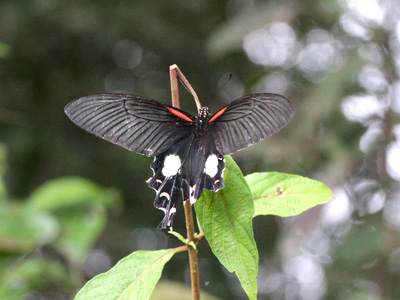 Papilio alcmenor publilius ♀