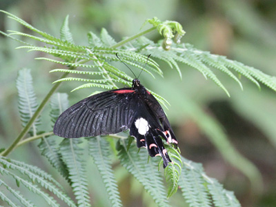 Papilio alcmenor publilius ♀