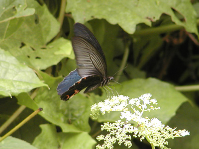 Papilio protenor protenor ♂