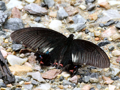 Papilio bianor stockleyi ♂