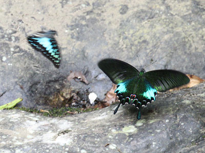 Papilio bianor pinratanai ♂