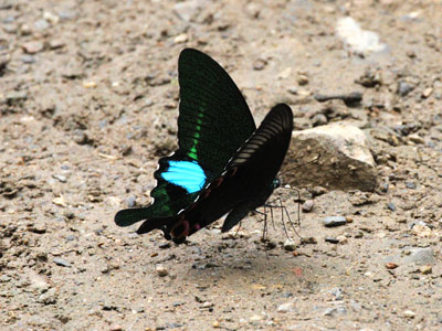 Papilio paris paris ♂
