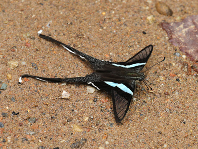 Lamproptera meges virescens ♂