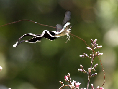 Lamproptera meges virescens ♀