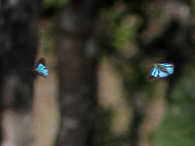 Deramas jasoda jasoda ♂