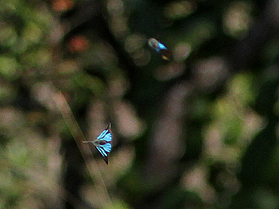 Deramas jasoda jasoda ♂