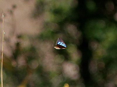 Deramas jasoda jasoda ♂