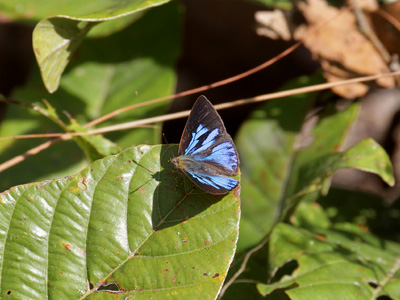 Deramas jasoda jasoda ♂