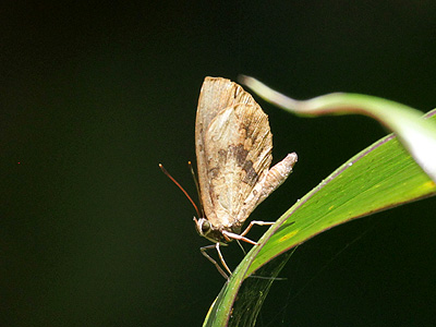 Miletus croton corus ♂