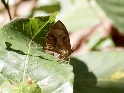 Miletus ancon siamensis ♂