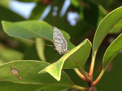 Allotinus subviolaceus lanna ♂