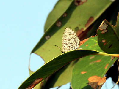 Allotinus subviolaceus lanna ♂