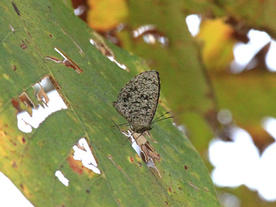 Allotinus subviolaceus lanna ♂