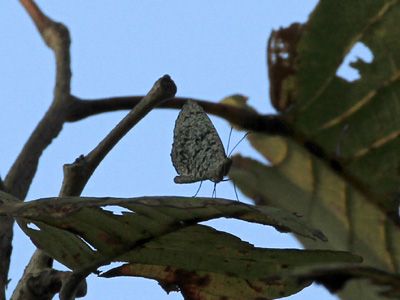 Allotinus subviolaceus lanna ♂