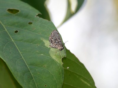 Allotinus subviolaceus lanna ♂