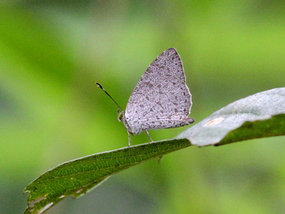 Allotinus unicolor continentalis ♂ Allotinus unicolor continentalis ♂