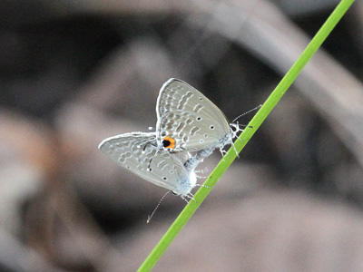 Catochrysops strabo strabo ♂+♀