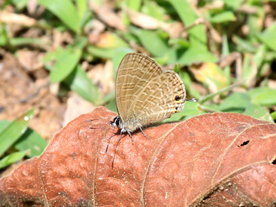 Nacaduba berenice aphya ♂