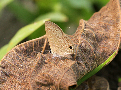 Prosotas dubiosa indica ♀
