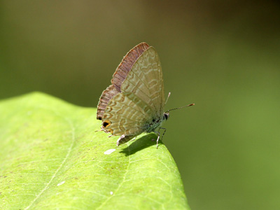 Catopyrops ancyra aberrans ♂