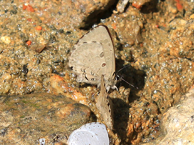 Orthomiella pontis ♂
