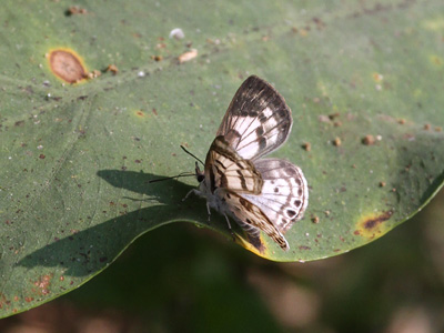 Niphanda cymbia cymbia ♂