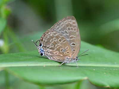 Arhopala opalina azata ♀