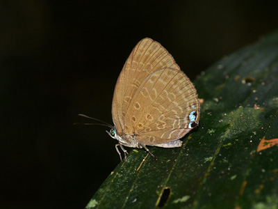 Arhopala epimuta epiala ♂ Arhopala epimuta epiala ♂