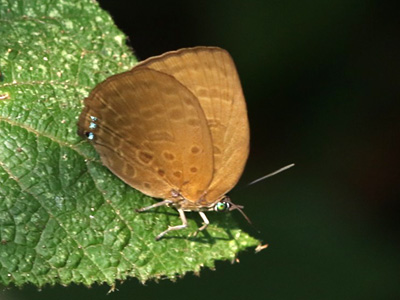 Arhopala moolaiana maya ♀