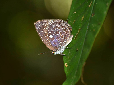 Arhopala ammonides chunsu ♂