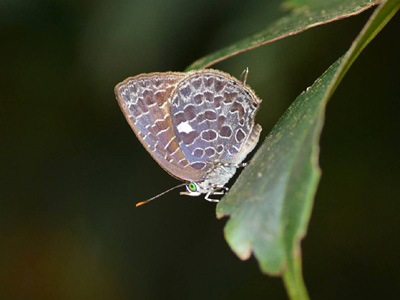 Arhopala ammonides chunsu ♂